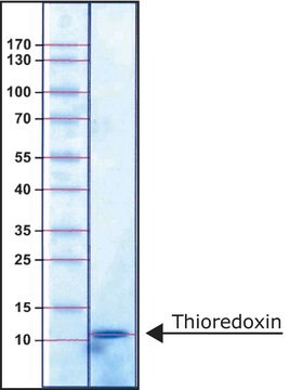 硫氧还蛋白 来源于大肠杆菌 recombinant, expressed in E. coli, essentially salt-free, lyophilized powder, &#8805;3&#160;units/mg protein