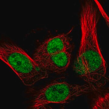 Anti-RECQL antibody produced in rabbit Prestige Antibodies&#174; Powered by Atlas Antibodies, affinity isolated antibody