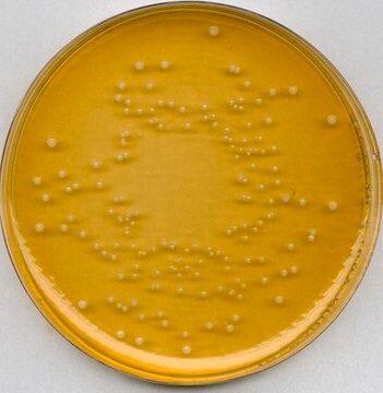 &#174; plus uniwersalny agar piwny for Brettanomyces/Dekkera spp., suitable for microbiology