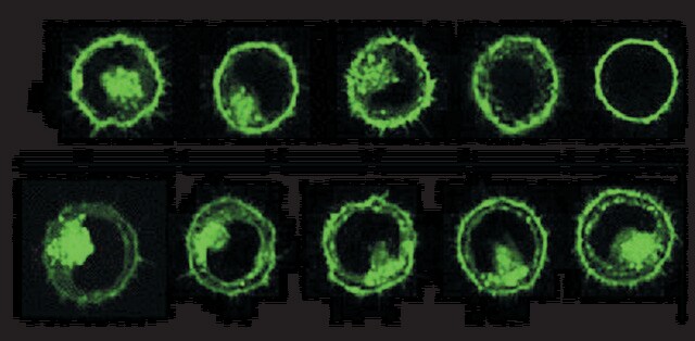 Kit linker cellulare PKH67 fluorescente verde per la marcatura generale della membrana cellulare Distributed for Phanos Technologies