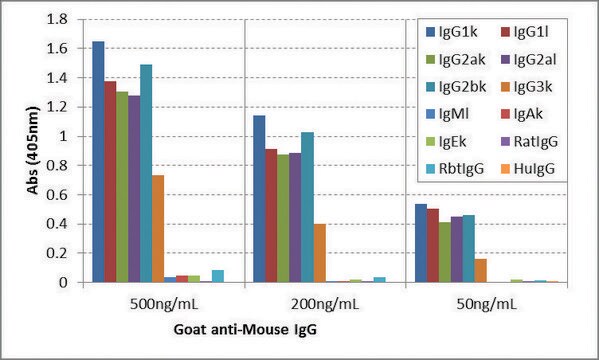 Anti-Mouse IgG antibody, Goat monoclonal recombinant, expressed in HEK 293 cells, clone RMG07, purified immunoglobulin