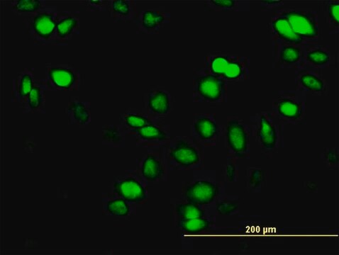 Monoclonal Anti-SUPT5H, (C-terminal) antibody produced in mouse clone 1G3, purified immunoglobulin, buffered aqueous solution