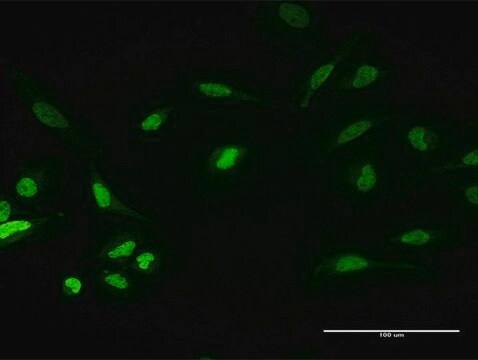 Anti-PKNOX1 antibody produced in mouse purified immunoglobulin, buffered aqueous solution