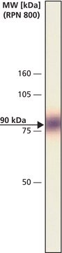 Monoklonaler Anti-vaskulärer endothelialer Wachstumsfaktor-Rezeptor&nbsp;-2 (KDR) in Maus hergestellte Antikörper clone 260.4, KDR-2, ascites fluid