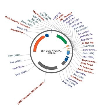 pSF-CMV-NH2-3XFLAG-COOH-Cmyc plasmid vector for molecular cloning