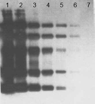 OxyBlot 蛋白质氧化检测试剂盒 The OxyBlot Protein Oxidation Detection Kit provides the reagents to perform the immunoblot detection of carbonyl groups introduced into proteins by oxidative reactions with ozone or oxides of nitrogen or by metal catalyzed oxidation.