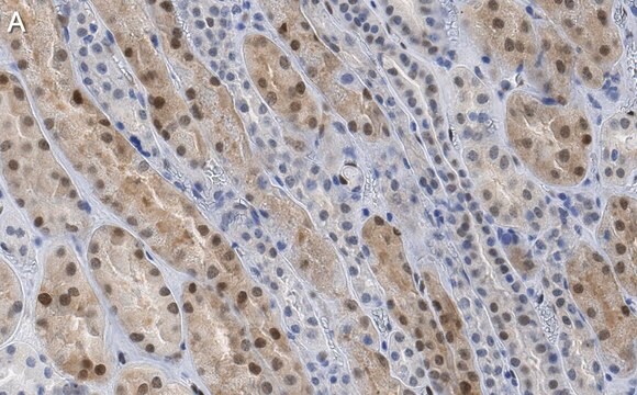 Anti-TAZ Antibody, clone 1M19 ZooMAb&#174; Rabbit Monoclonal recombinant, expressed in HEK 293 cells