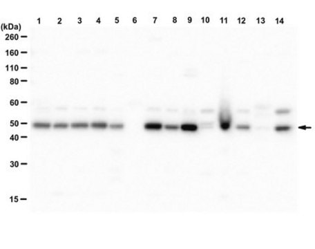 Anti-GLUT2 from rabbit, purified by affinity chromatography