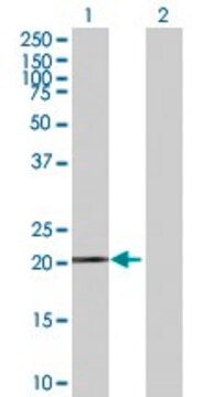 Anti-FTH1 antibody produced in mouse purified immunoglobulin, buffered aqueous solution