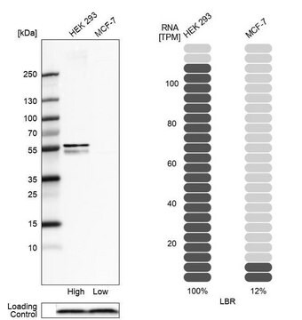 抗LBR抗体 ウサギ宿主抗体 Prestige Antibodies&#174; Powered by Atlas Antibodies, affinity isolated antibody