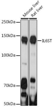 Anti- IL6ST antibody produced in rabbit