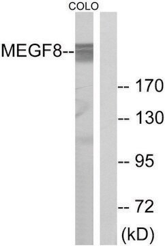 Anti-MEGF8 antibody produced in rabbit affinity isolated antibody