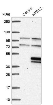 Anti-NPRL2 antibody produced in rabbit Prestige Antibodies&#174; Powered by Atlas Antibodies, affinity isolated antibody, buffered aqueous glycerol solution