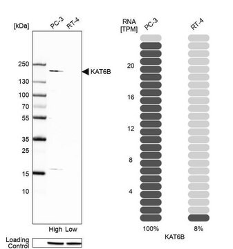 Anti-KAT6B antibody produced in rabbit Prestige Antibodies&#174; Powered by Atlas Antibodies, affinity isolated antibody, buffered aqueous glycerol solution