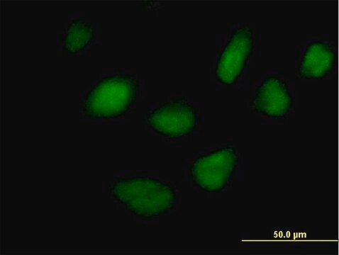 Anti-STK36 antibody produced in mouse IgG fraction of antiserum, buffered aqueous solution