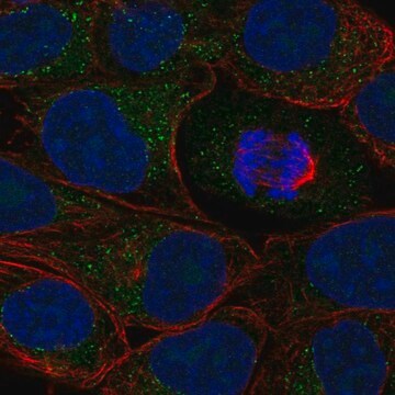 Anti-Acsl1 Antibody Produced In Rabbit Prestige Antibodies&#174; Powered by Atlas Antibodies, affinity isolated antibody, buffered aqueous glycerol solution