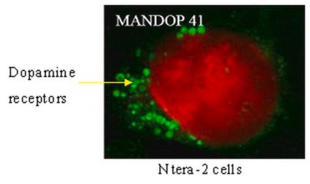 Anti-DRD4 Antibody, clone 2B9 clone 2B9, from mouse