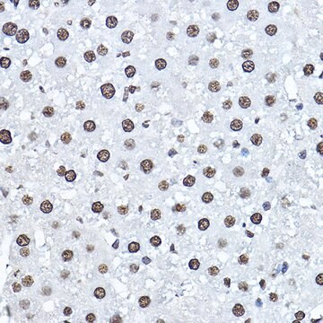 Anti- Twist antibody produced in rabbit