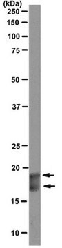 Anti-Interleukin 21 (IL-21) Antibody, clone 1G8 clone AB43.50.32H5.1G8, from mouse