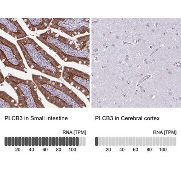 Anti-PLCB3 antibody produced in rabbit Prestige Antibodies&#174; Powered by Atlas Antibodies, affinity isolated antibody, buffered aqueous glycerol solution