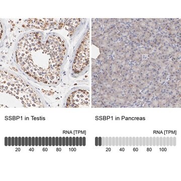 Anti-SSBP1 antibody produced in rabbit Prestige Antibodies&#174; Powered by Atlas Antibodies, affinity isolated antibody, buffered aqueous glycerol solution