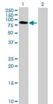 Anti-BTN3A3 antibody produced in mouse purified immunoglobulin, buffered aqueous solution