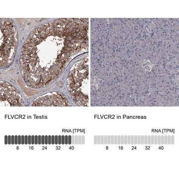 Anti-FLVCR2 antibody produced in rabbit Prestige Antibodies&#174; Powered by Atlas Antibodies, affinity isolated antibody, buffered aqueous glycerol solution