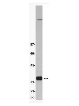 Anti-Cdk2 Antibody, clone AN4.3 clone AN4.3, Upstate&#174;, from mouse