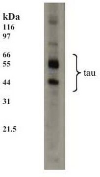 Anti-Tau Mouse mAb (TAU-5) liquid, clone TAU-5, Calbiochem&#174;