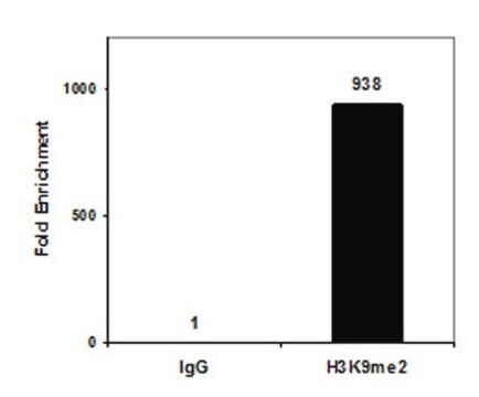 Przeciwciało przeciw dimetylowi histonu H3 (Lys9), klon CMA307, rozmiar próbny clone CMA307, from mouse