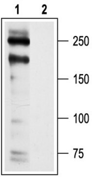 抗-钙离子通道CaV1.2（人） 兔抗 affinity isolated antibody, lyophilized powder