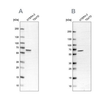 Anti-UPF3B antibody produced in rabbit Prestige Antibodies&#174; Powered by Atlas Antibodies, affinity isolated antibody