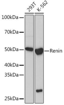 Anti-Renin Antibody, clone 1L1B7, Rabbit Monoclonal