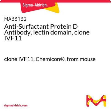 Anti-Surfactant Protein D Antibody, lectin domain, clone IVF11 clone IVF11, Chemicon&#174;, from mouse