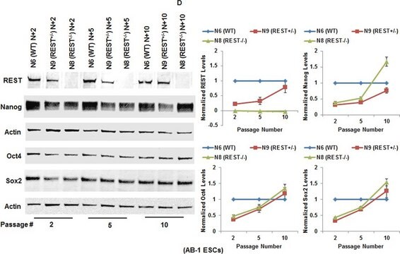 Anti-REST Antibody Upstate&#174;, from rabbit