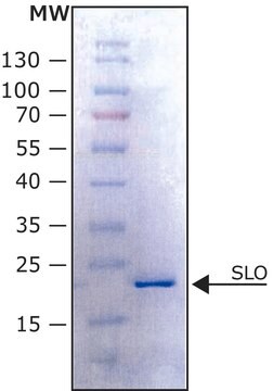 &#945;-シヌクレインE46K ヒト recombinant, expressed in E. coli, N-terminal histidine tagged, &#8805;90% (SDS-PAGE), lyophilized powder