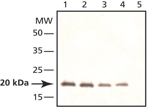 Anti-Caveolin-2 兔抗 ~1&#160;mg/mL, affinity isolated antibody, buffered aqueous solution, suitable for western blot: 1&#160;&#956;g/mL