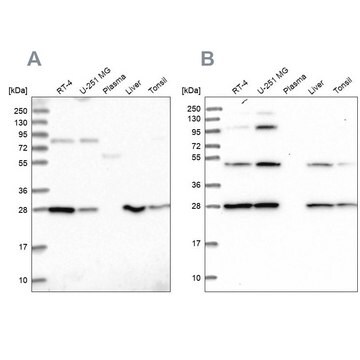 Anti-PGLS antibody produced in rabbit Prestige Antibodies&#174; Powered by Atlas Antibodies, affinity isolated antibody, buffered aqueous glycerol solution