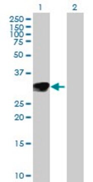 抗NTF3抗体 ウサギ宿主抗体 IgG fraction of antiserum, buffered aqueous solution