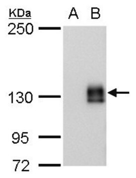 Monoclonal Anti-mCherry antibody produced in mouse clone GT235, affinity isolated antibody