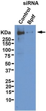 Anticuerpo anti-BPTF from rabbit, purified by affinity chromatography