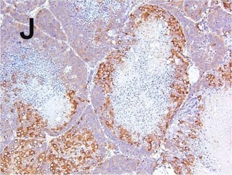 Anticorps anti-protéine associée aux microtubules 2 (MAP2) Chemicon&#174;, from rabbit