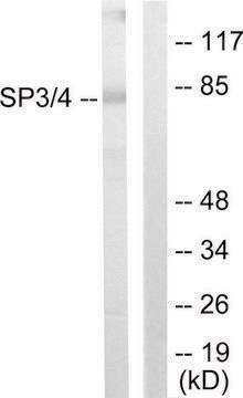 Anti-SP3, C-Terminal antibody produced in rabbit affinity isolated antibody