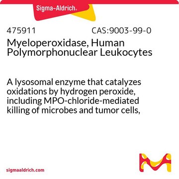 Myeloperoxidase, polymorphnukleare Leukozyten des Menschen A lysosomal enzyme that catalyzes oxidations by hydrogen peroxide, including MPO-chloride-mediated killing of microbes and tumor cells, inactivation of chemotactic factors, and cross-linking of proteins.