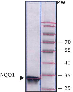 DT透明质酸酶（NQO1） 人 lyophilized powder, recombinant, expressed in E. coli, &#8805;90% (SDS-PAGE)