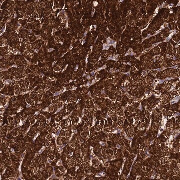 抗FAHD2A抗体 Prestige Antibodies&#174; Powered by Atlas Antibodies, affinity isolated antibody, buffered aqueous glycerol solution