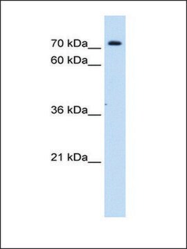 Anti-SLC5A11 antibody produced in rabbit affinity isolated antibody