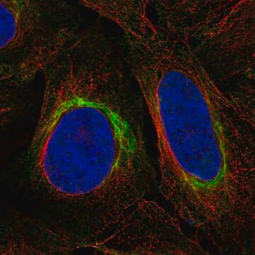 Anti-DISC1 antibody produced in rabbit Prestige Antibodies&#174; Powered by Atlas Antibodies, affinity isolated antibody