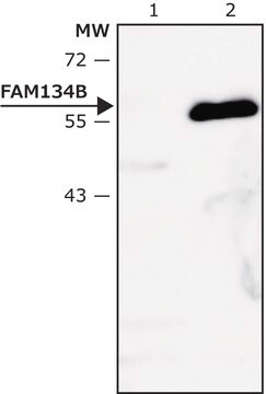 Anti-FAM134B (lumenal) antibody produced in rabbit affinity isolated antibody, buffered aqueous solution