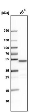 Anti-LCOR antibody produced in rabbit affinity isolated antibody, buffered aqueous glycerol solution